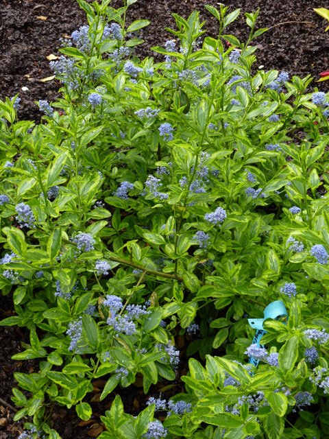 Ceanothus thyrsiflorus 'Eldorado' P21